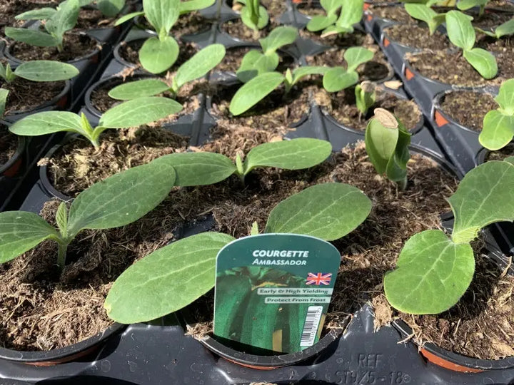 Courgette Ambassador 9cm Pots x 3