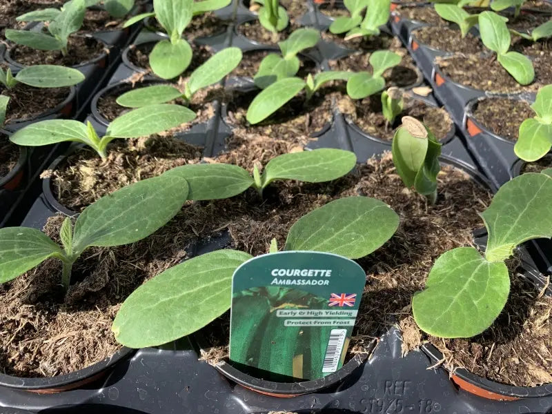 Courgette Ambassador 9cm Pots x 3