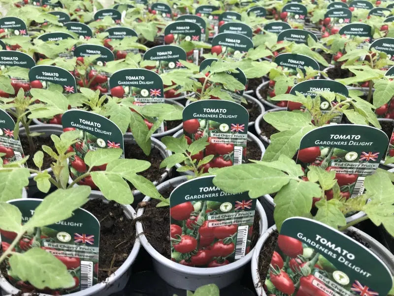 Tomato Gardeners Delight 9cm Pots x 3