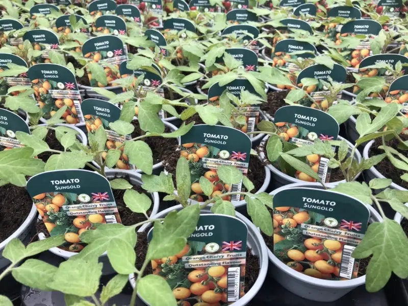Tomato Sungold 9cm Pots British Grown In Recyclable Pots x 3 plants by post