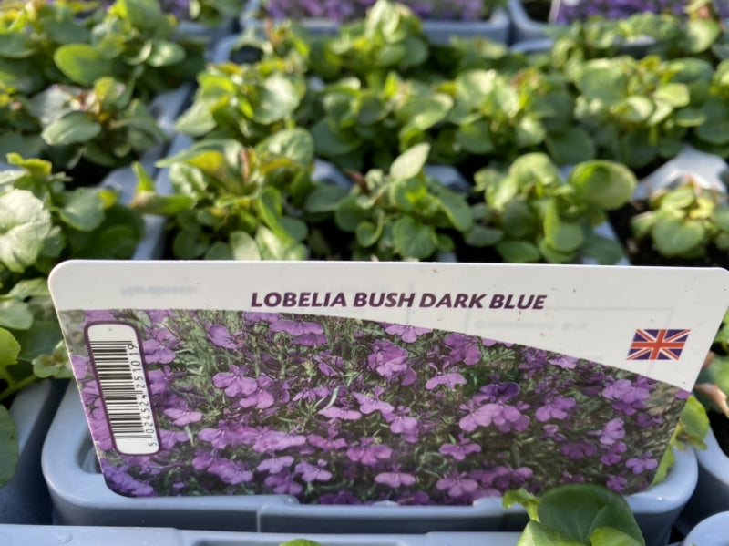 Lobelia Bush Dark Blue 12 Pack x 2 (24 Plants)
