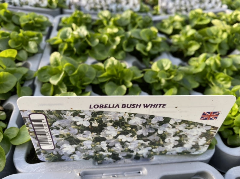 Lobelia Bush White 12 Pack x 2 (24 Plants)