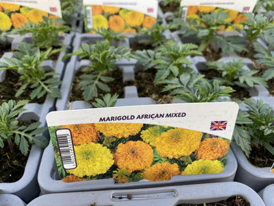 African Marigold Mixed 6 Pack x 2