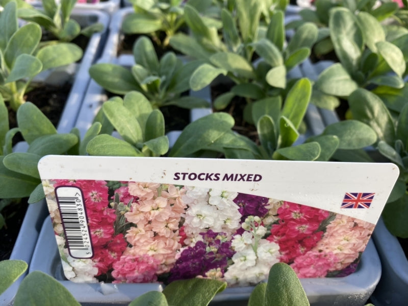 Stocks Mixed 6 Pack x 2 (12 Plants)