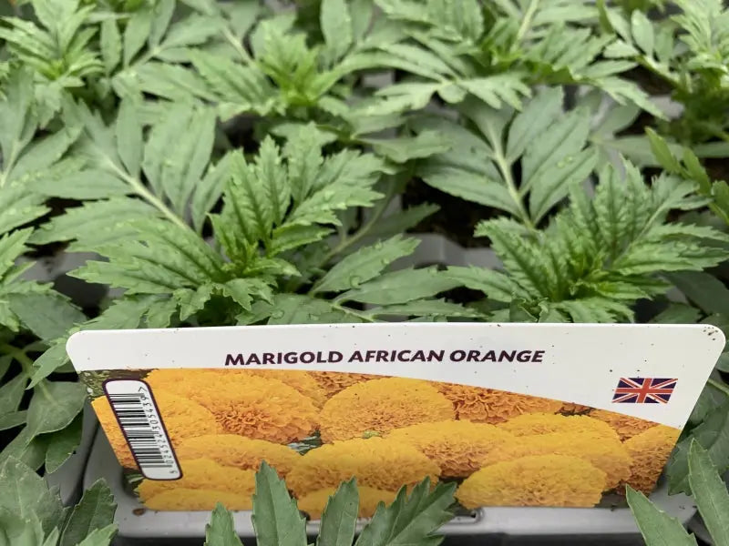 African Marigold Orange 6 Pack x 2 (12 Plants)