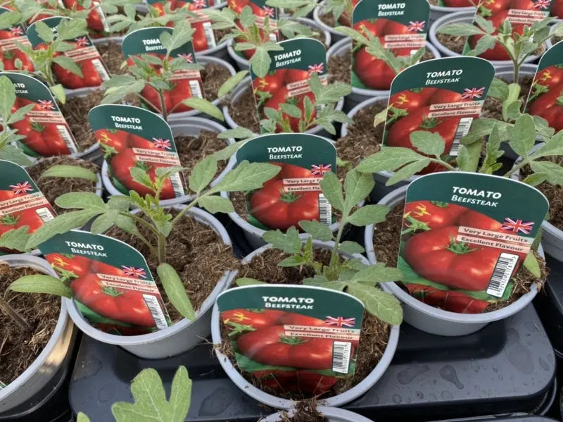 Tomato Beefsteak 9cm Pots X 3