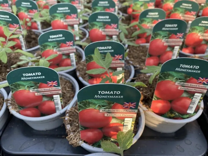 Tomato Moneymaker 9cm Pots X 3