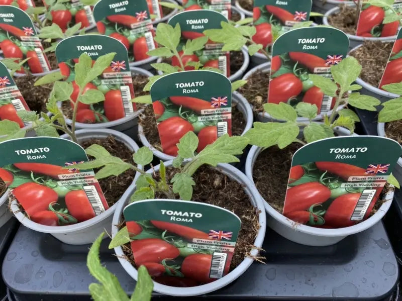 Tomato Roma 9cm Pots X 3