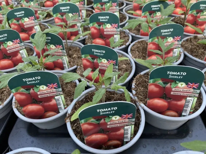 Tomato Shirley 9cm Pots X 3