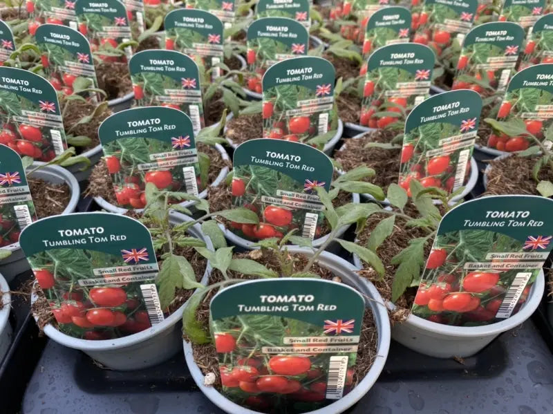 Tomato Tumbling Tom Red 9cm Pots X 3