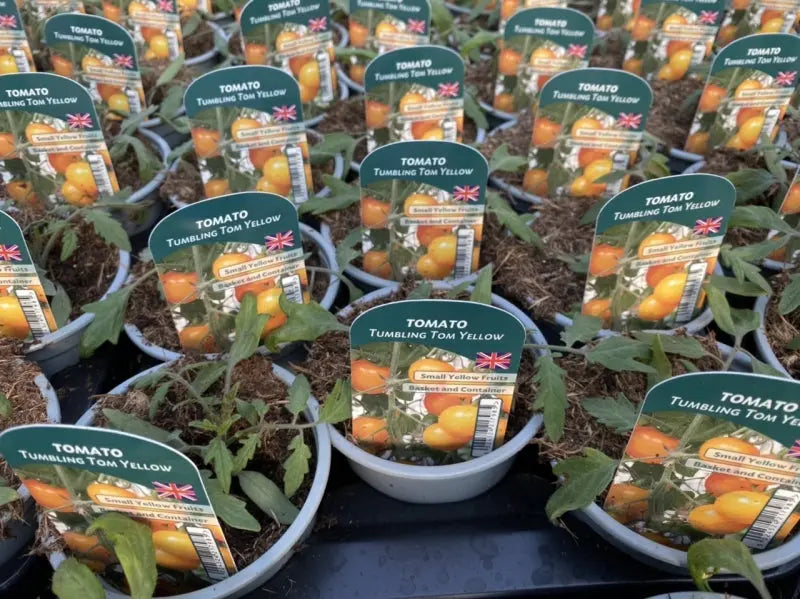 Tomato Tumbling Tom Yellow 9cm Pots British Grown Recyclable Pots X 3