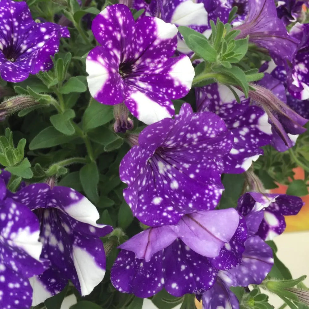 Petunia Night Sky 1L Pot x 2