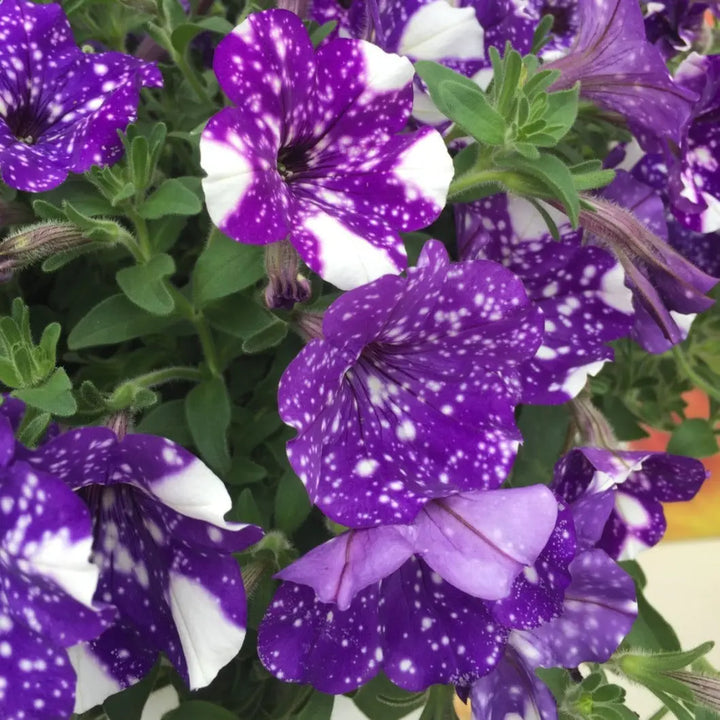 Petunia Night Sky 1L Pot x 2
