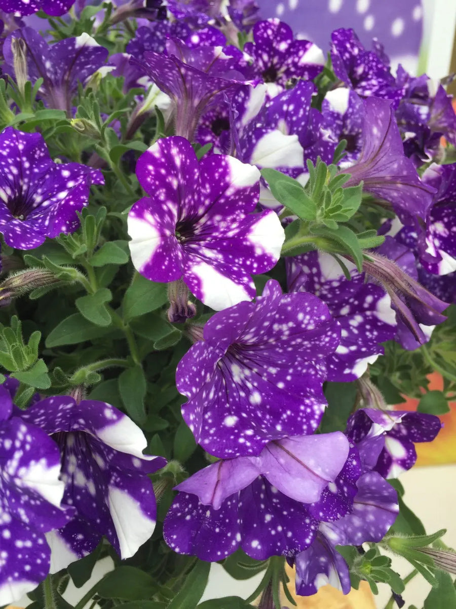 Petunia Night Sky 9cm In Recyclable Pots x 3 Plants