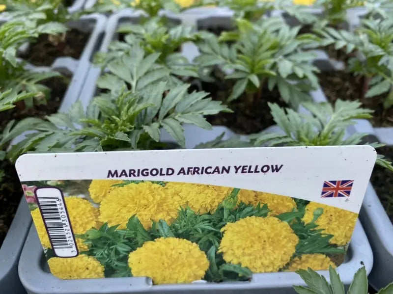African Marigold Yellow 6 Pack x 2 (12 Plants)