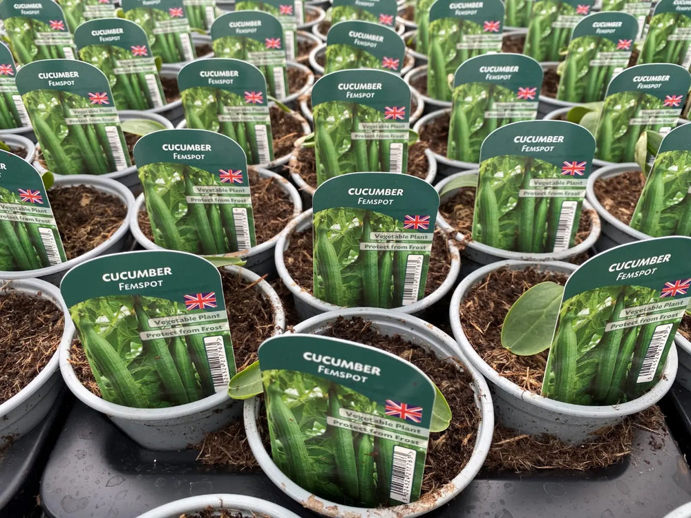Cucumber Femspot 9cm Pots x 3