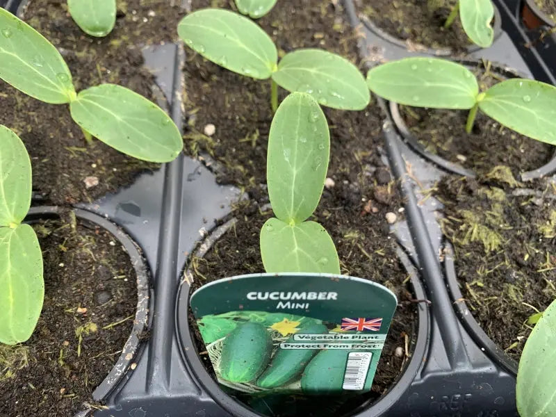 Cucumber Mini 9cm Pots x 3