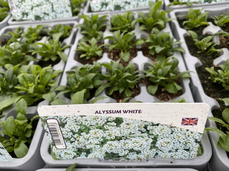 Alyssum White 12 Pack x 2 (24 Plants)