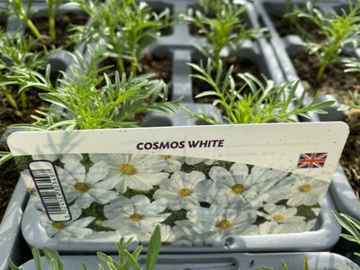Cosmos White 6 Pack x 2 (12 Plants)