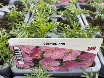 Cosmos Pink 6 Pack x 2 (12 Plants)