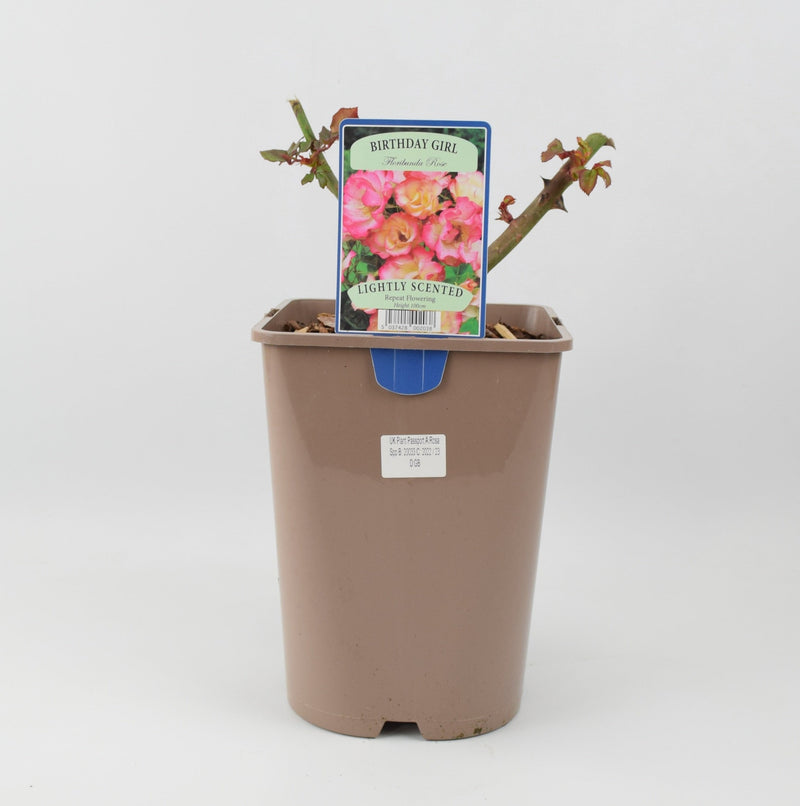 Rose Birthday Girl 5.5 Litre Pot