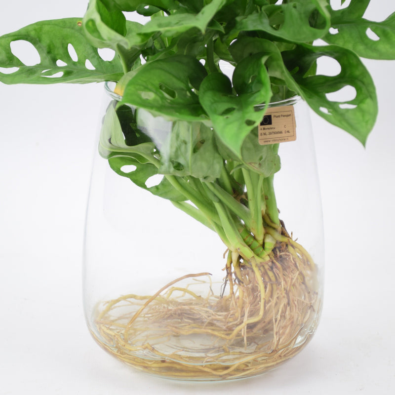 Monstera Obliqua (Monkey Cheese Plant) in Glass Vase