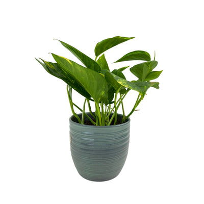 Epipremnum Aureum 12cm Grey Pot (indoor plant)