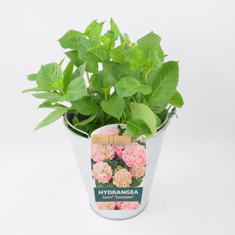 Hydrangea Macrophylla Pink 3L in Metal Bucket