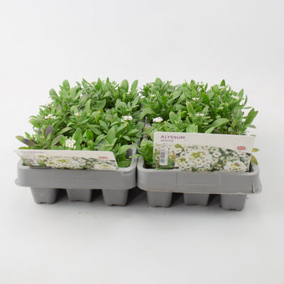 Alyssum White 12 Pack x 2 (24 Plants)
