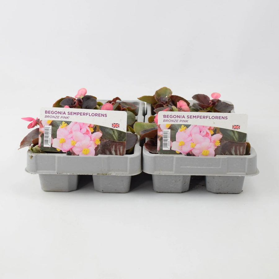 Begonia Semperflorens Bronze Pink 6 Pack x 2 (12 Plants)