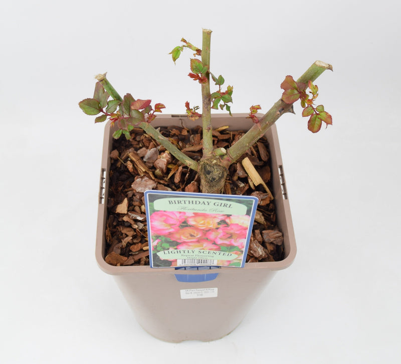 Rose Birthday Girl 5.5 Litre Pot