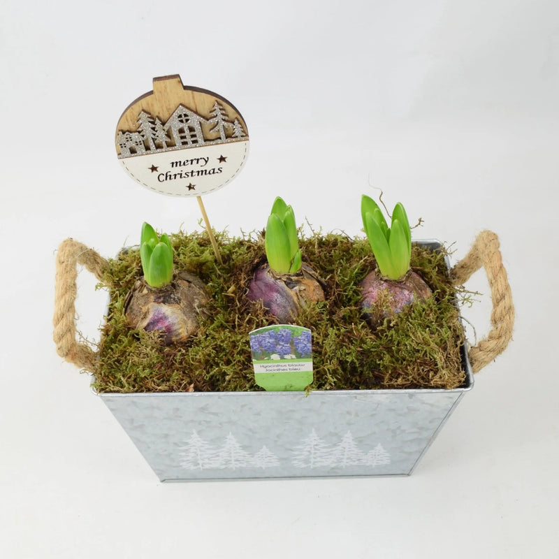 Hyacinth Planted Metal Christmas Trough x 3 Bulbs