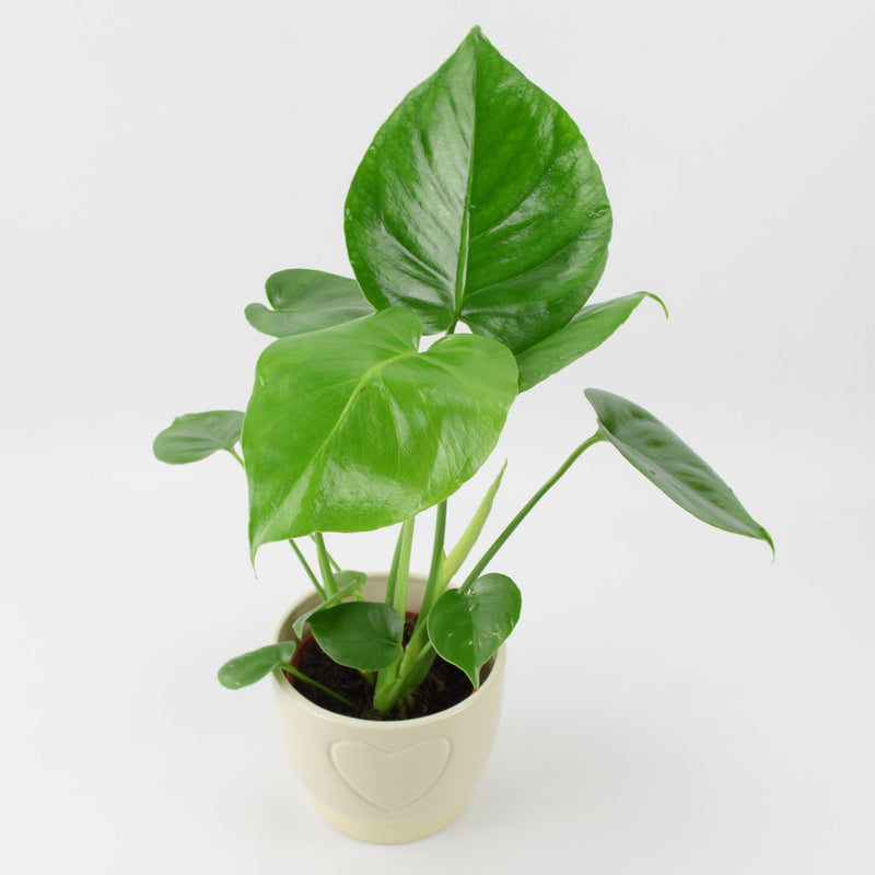 Monstera Cheese Plant in Peat Free in 12cm Cream Heart Pot
