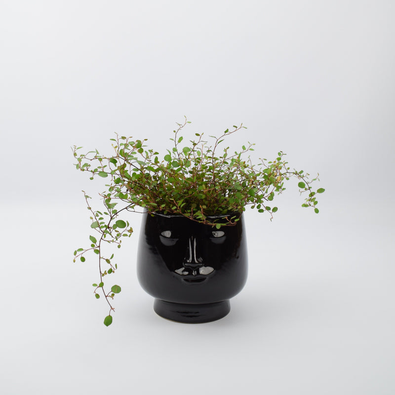 Muehlenbeckia Complexa in 12cm Black Decorative Face Pot