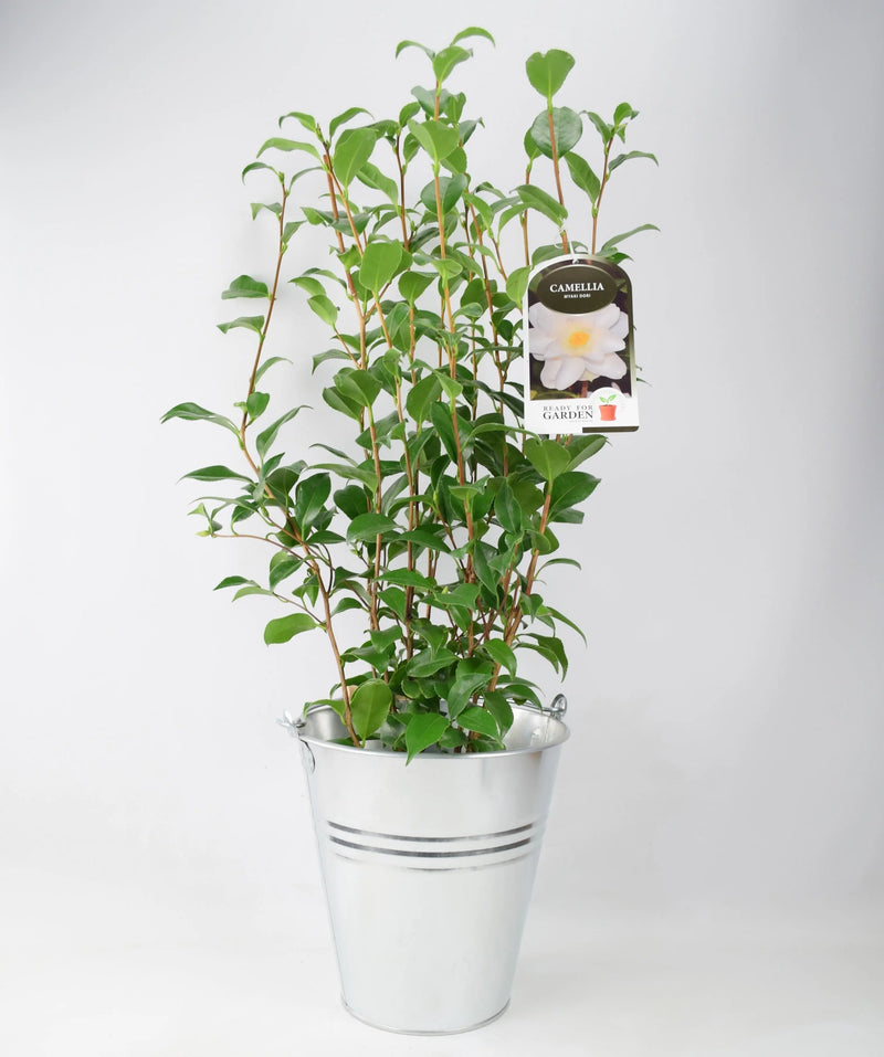 Large Camellia Japonica White 3L in Metal Bucket