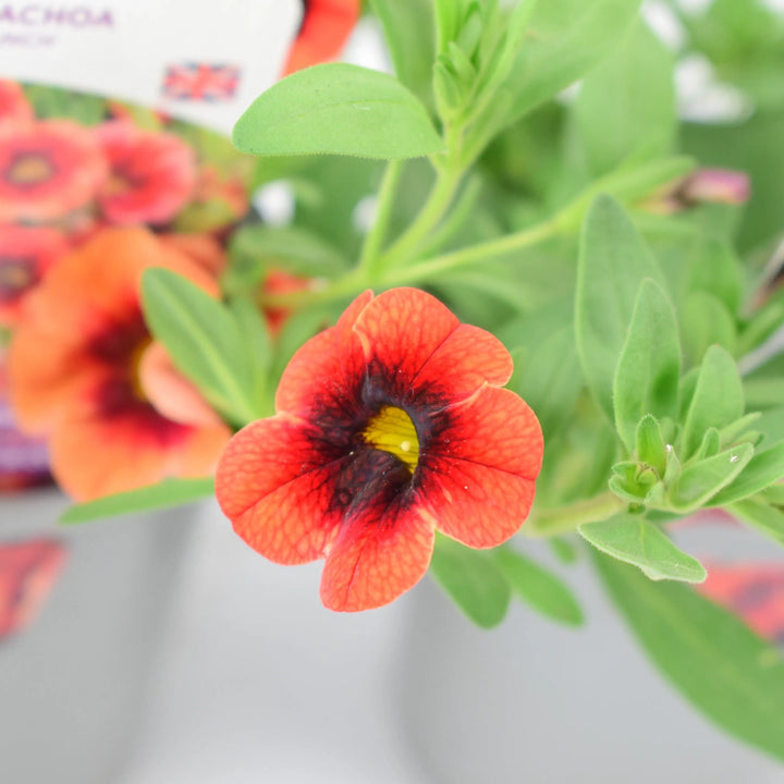 Calibrachoa Orange Punch 9cm In Recyclable Pots x 3 Plants plants by post