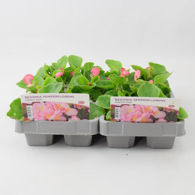Begonia Semperflorens Green Pink 6 pack x 2 (12 Plants)