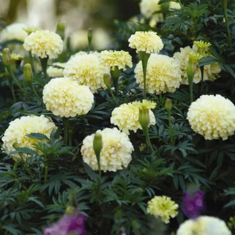 Marigold African Vanilla 6 Pack x 2 (12 Plants)