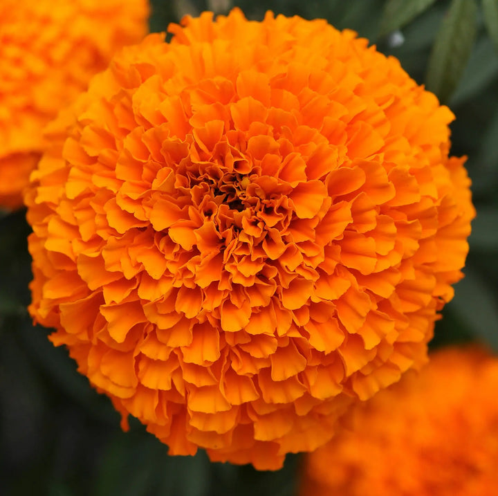African Marigold Orange 6 Pack x 2 (12 Plants)