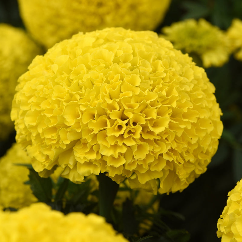 African Marigold Yellow 6 Pack x 2 (12 Plants)