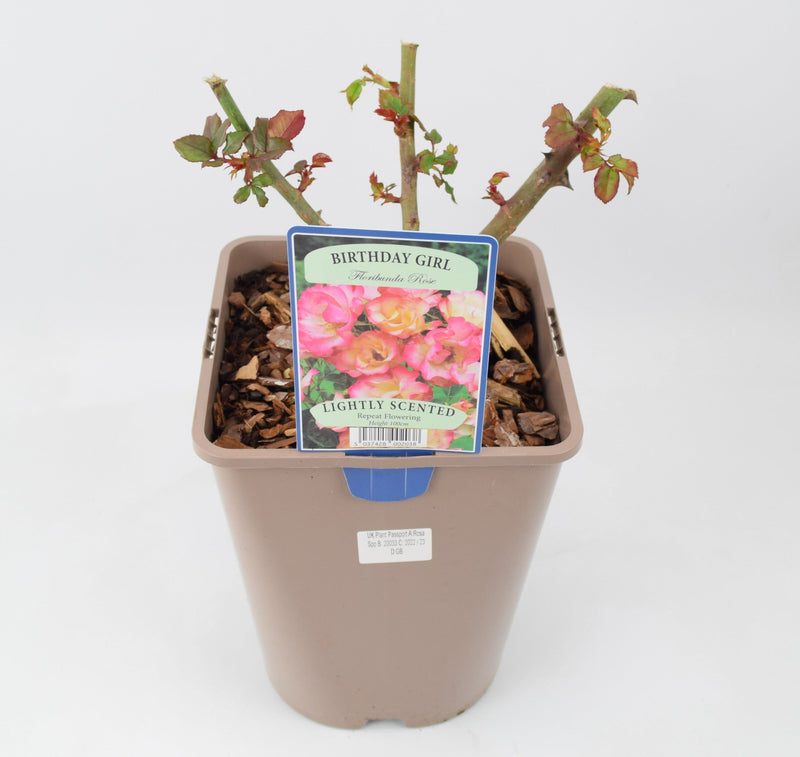 Rose Birthday Girl 5.5 Litre Pot