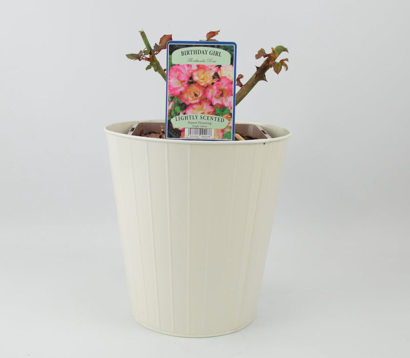 Rose Birthday Girl 5.5 Litre Pot