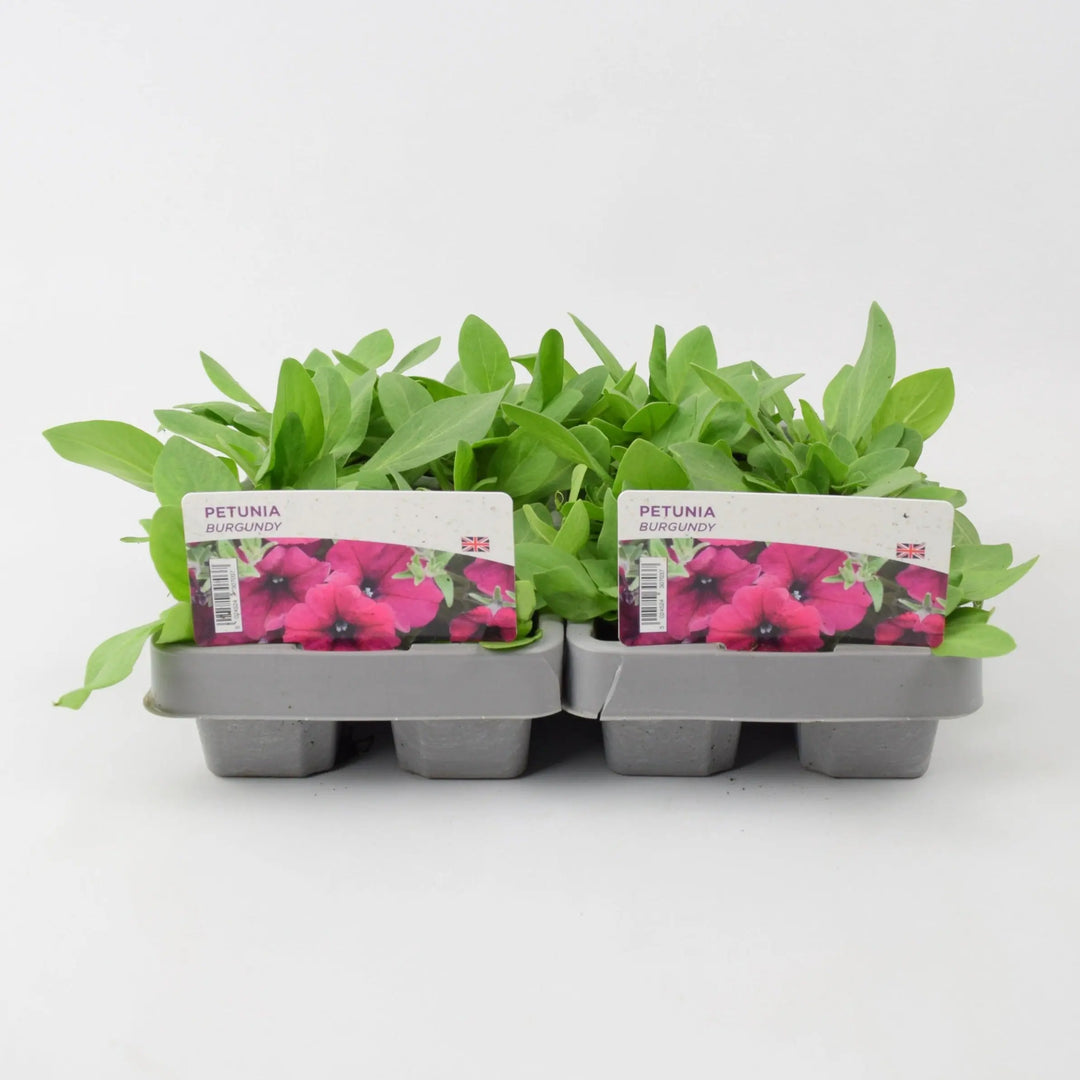 Petunia Burgundy 6 Pack x 2 (12 Plants) plants by post