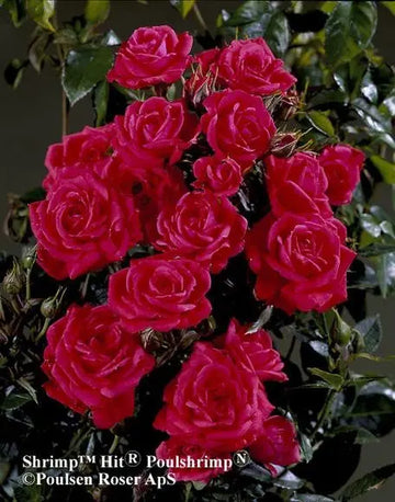 Rose Birthday Wishes 5.5 Litre Pot