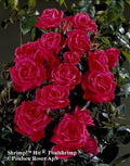 Rose Birthday Wishes 5.5 Litre Pot