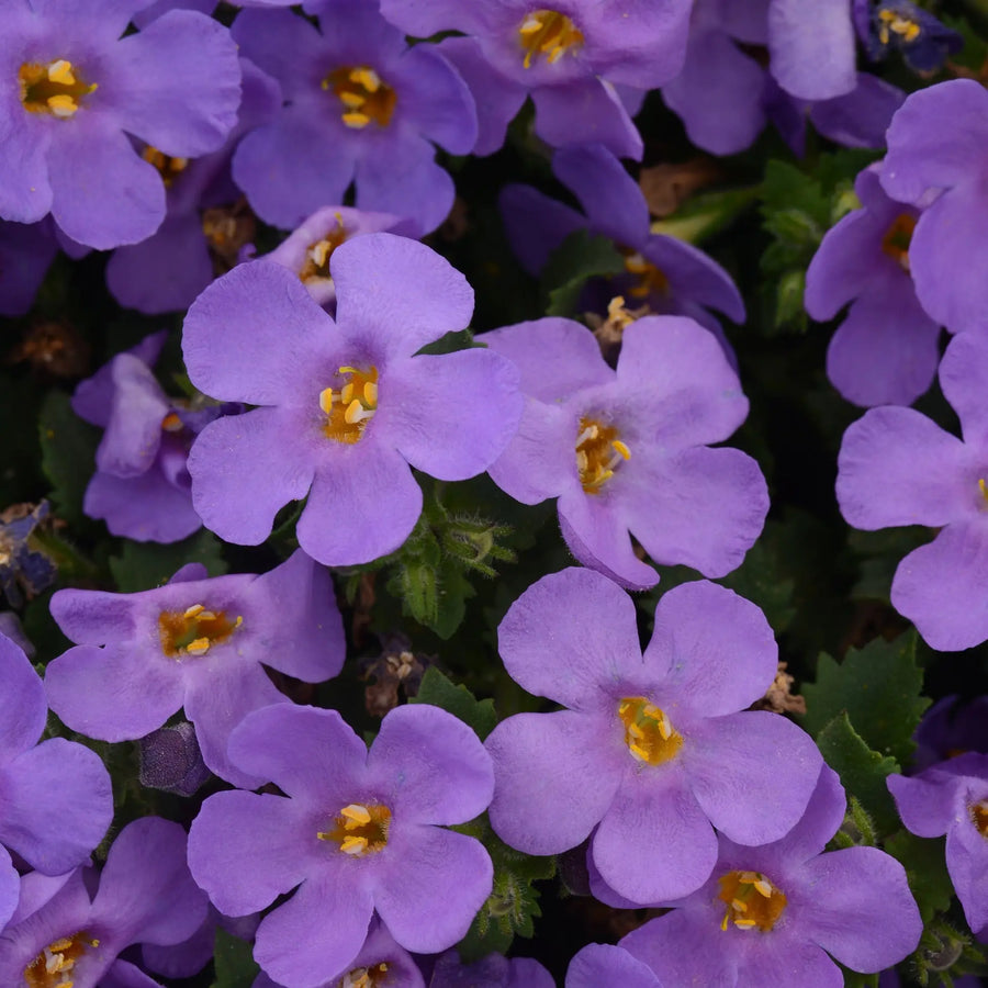 Bacopa Blue 9cm In Recyclable Pots x 3 Plants