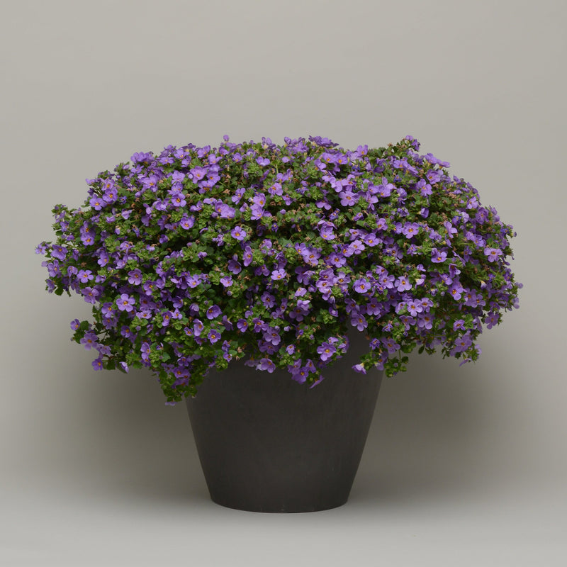 Bacopa Blue 9cm In Recyclable Pots x 3 Plants