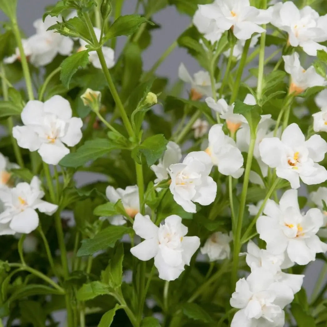 Bacopa Double White 9cm In Recyclable Pots x 3 Plants