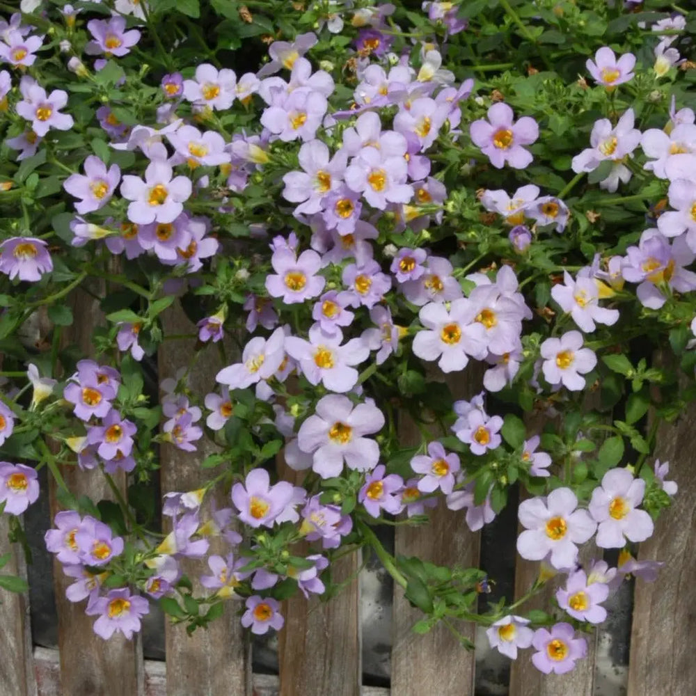 Bacopa Pink 9cm In Recyclable Pots x 3 Plants