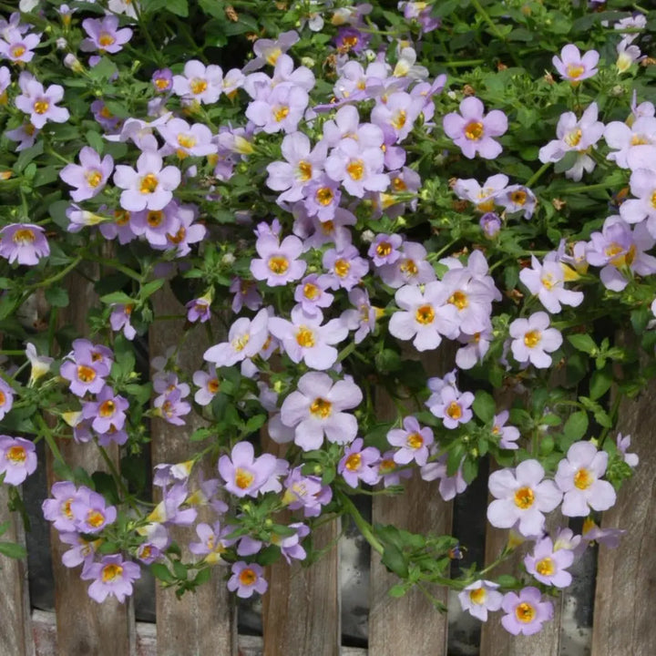 Bacopa Pink 9cm In Recyclable Pots x 3 Plants
